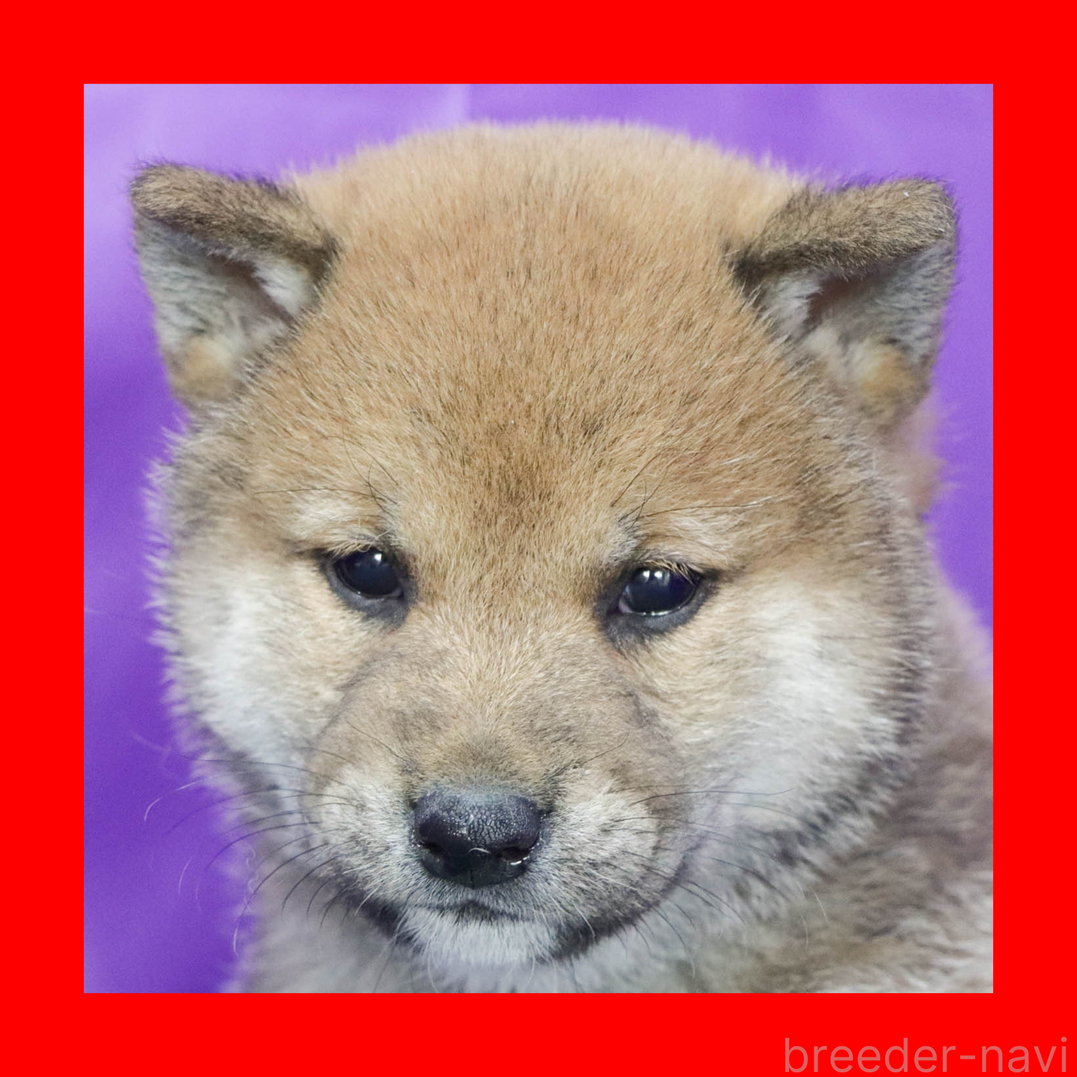 販売中の愛知県の柴犬-388033の1枚目